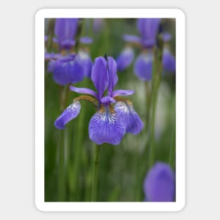 Beauty of an Iris Sticker